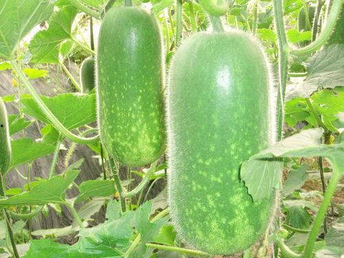 安丘大瓜爆料视频最新,揭秘惊人内幕，真相令人震惊！